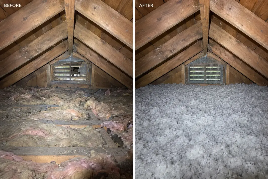 Attic insulation before and after rodent cleanup