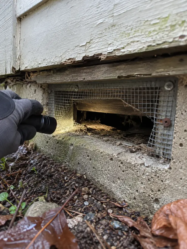 Rodent Control Bellingham WA - professional foundation vent inspection